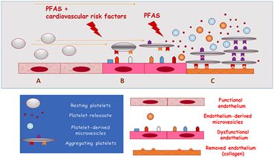 Exposure to Perfluoroalkyl Chemicals and Cardiovascular Disease: Experimental and Epidemiological Evidence